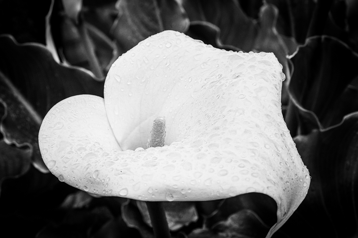 Calla lilies